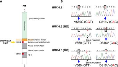 CRISPR/Cas9-engineering of HMC-1.2 cells renders a human mast cell line with a single D816V-KIT mutation: An improved preclinical model for research on mastocytosis